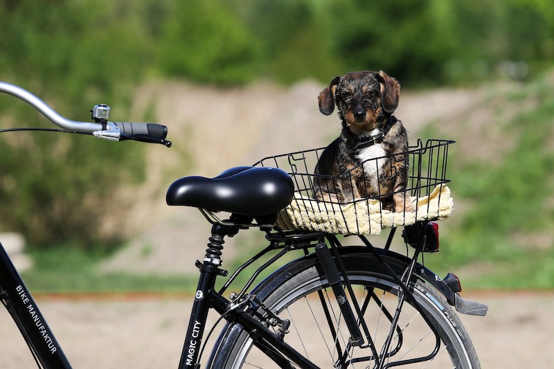 Radtour mit Hund Kühlungsborn